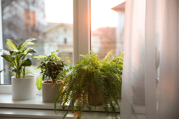 Thermos | 7 Tips to Keep Your Indoor Plants Alive